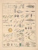 Illustrations for the General Natural History of Oken for all classes Pl060 - Lorenz Oken — artwork view