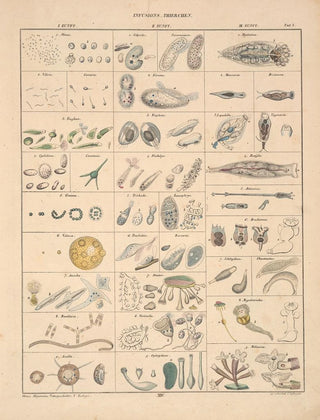 Lorenz Oken - Abbildungen zu Okens Allgemeiner Naturgeschichte fr alle Stnde Pl060.webp
