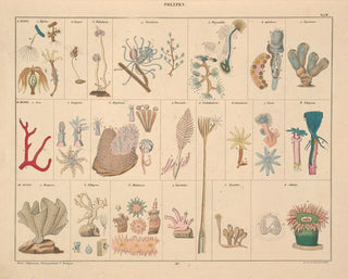 Illustrations of the General Natural History of Oken for all states Pl061 - Lorenz Oken — artwork view