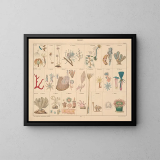 Illustrations of the General Natural History of Oken for all states Pl061 - Lorenz Oken — framed artwork on a wall