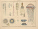 Illustrations de l'Histoire naturelle générale d'Oken pour tous les états Pl062 - Lorenz Oken — artwork view