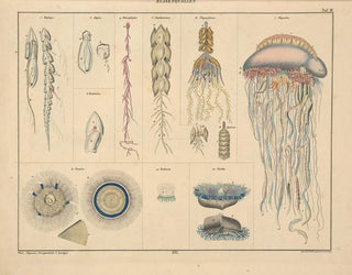 Illustrations de l'Histoire naturelle générale d'Oken pour tous les états Pl062 - Lorenz Oken — artwork view