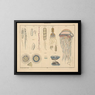 Illustrations de l'Histoire naturelle générale d'Oken pour tous les états Pl062 - Lorenz Oken — framed artwork on a wall