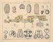 Illustrations de l'Histoire naturelle générale d'Oken pour tous les états Pl063 - Lorenz Oken — artwork view