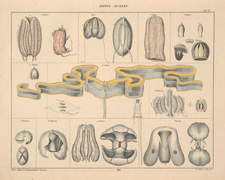 Illustrations de l'Histoire naturelle générale d'Oken pour tous les états Pl063 - Lorenz Oken — artwork view