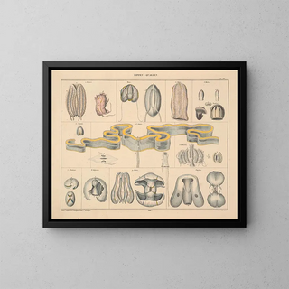 Illustrations de l'Histoire naturelle générale d'Oken pour tous les états Pl063 - Lorenz Oken — framed artwork on a wall