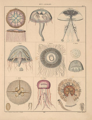 Lorenz Oken - Abbildungen zu Okens Allgemeiner Naturgeschichte fr alle Stnde Pl064.webp