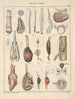 Illustrations for the General Natural History of Oken for all classes Pl065 - Lorenz Oken — artwork view