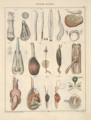 Lorenz Oken - Abbildungen zu Okens Allgemeiner Naturgeschichte fr alle Stnde Pl065.webp