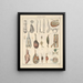 Illustrations for the General Natural History of Oken for all classes Pl065 - Lorenz Oken — framed artwork on a wall