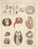 Illustrations for the General Natural History of Oken for all classes Pl066 - Lorenz Oken — artwork view