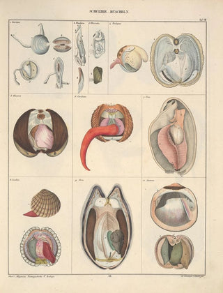 Lorenz Oken - Abbildungen zu Okens Allgemeiner Naturgeschichte fr alle Stnde Pl066.webp