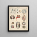 Illustrations for the General Natural History of Oken for all classes Pl066 - Lorenz Oken — framed artwork on a wall