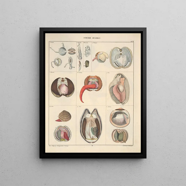 Illustrations for the General Natural History of Oken for all classes Pl066 - Lorenz Oken — framed artwork on a wall