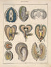 Illustrations for the General Natural History of Oken for all classes Pl067 - Lorenz Oken — artwork view