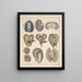 Illustrations for the General Natural History of Oken for all classes Pl067 - Lorenz Oken — framed artwork on a wall