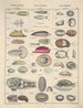 Illustrations for the General Natural History of Oken for all classes Pl068 - Lorenz Oken — artwork view