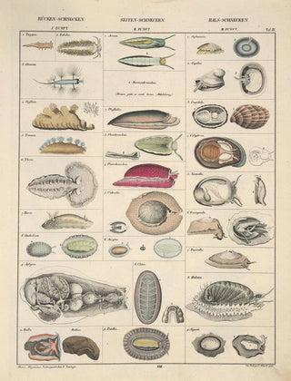 Lorenz Oken - Abbildungen zu Okens Allgemeiner Naturgeschichte fr alle Stnde Pl068.webp