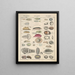 Illustrations for the General Natural History of Oken for all classes Pl068 - Lorenz Oken — framed artwork on a wall