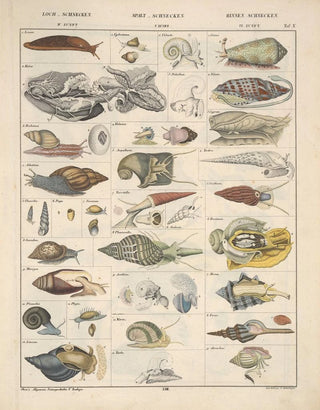 Lorenz Oken - Abbildungen zu Okens Allgemeiner Naturgeschichte fr alle Stnde Pl069.webp