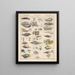 Illustrations for the General Natural History of Oken for all classes Pl069 - Lorenz Oken — framed artwork on a wall