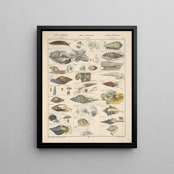 Illustrations for the General Natural History of Oken for all classes Pl069 - Lorenz Oken — framed artwork on a wall