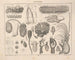 Illustrations of Oken's General Natural History for all states Pl070 - Lorenz Oken — artwork view