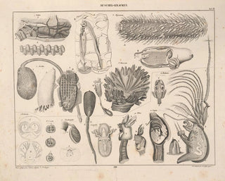 Illustrations of Oken's General Natural History for all states Pl070 - Lorenz Oken — artwork view