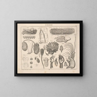 Illustrations of Oken's General Natural History for all states Pl070 - Lorenz Oken — framed artwork on a wall