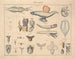 Illustrations de l'Histoire naturelle générale d'Oken pour tous les états Pl071 - Lorenz Oken — artwork view
