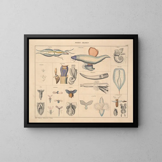 Illustrations de l'Histoire naturelle générale d'Oken pour tous les états Pl071 - Lorenz Oken — framed artwork on a wall