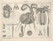 Illustrations of the General Natural History of Oken for all states Pl072 - Lorenz Oken — artwork view