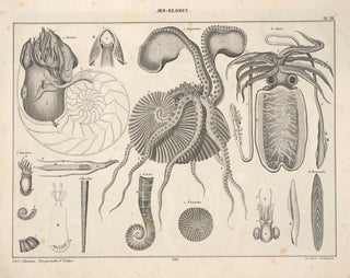 Illustrations of the General Natural History of Oken for all states Pl072 - Lorenz Oken — artwork view