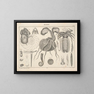 Illustrations of the General Natural History of Oken for all states Pl072 - Lorenz Oken — framed artwork on a wall