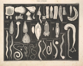 Illustrations de l'Histoire naturelle générale d'Oken pour tous les états Pl073 - Lorenz Oken — artwork view