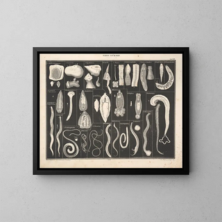 Illustrations de l'Histoire naturelle générale d'Oken pour tous les états Pl073 - Lorenz Oken — framed artwork on a wall