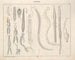 Illustrations of the General Natural History of Oken for all states Pl074 - Lorenz Oken — artwork view