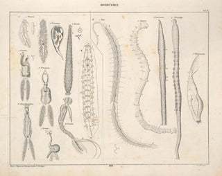 Illustrations of the General Natural History of Oken for all states Pl074 - Lorenz Oken — artwork view