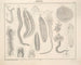 Illustrations of the General Natural History of Oken for all states Pl075 - Lorenz Oken — artwork view