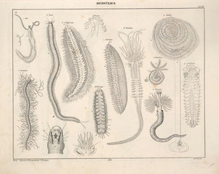 Illustrations of the General Natural History of Oken for all states Pl075 - Lorenz Oken — artwork view