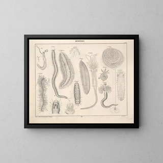 Illustrations of the General Natural History of Oken for all states Pl075 - Lorenz Oken — framed artwork on a wall