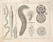 Illustrations de l'Histoire naturelle générale d'Oken pour tous les états Pl076 - Lorenz Oken — artwork view