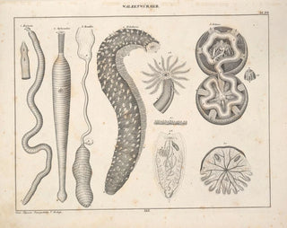 Illustrations de l'Histoire naturelle générale d'Oken pour tous les états Pl076 - Lorenz Oken — artwork view