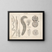 Illustrations de l'Histoire naturelle générale d'Oken pour tous les états Pl076 - Lorenz Oken — framed artwork on a wall