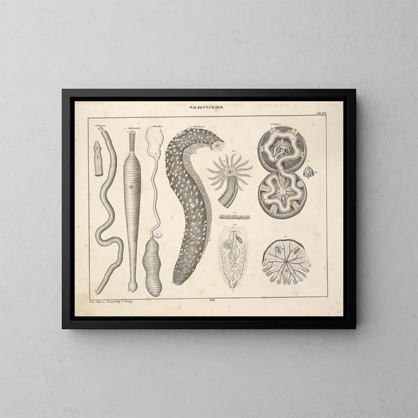Illustrations de l'Histoire naturelle générale d'Oken pour tous les états Pl076 - Lorenz Oken — framed artwork on a wall