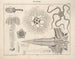 Illustrations of the General Natural History of Oken for all states Pl077 - Lorenz Oken — artwork view