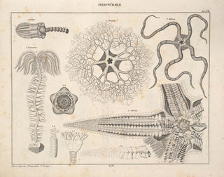 Illustrations of the General Natural History of Oken for all states Pl077 - Lorenz Oken — artwork view