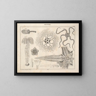 Illustrations of the General Natural History of Oken for all states Pl077 - Lorenz Oken — framed artwork on a wall