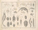 Illustrations de l'Histoire naturelle générale d'Oken pour tous les états Pl078 - Lorenz Oken — artwork view