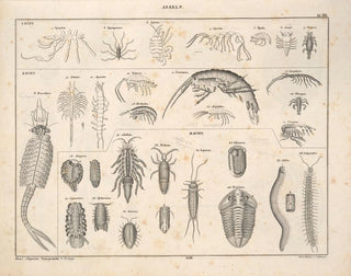 Illustrations de l'Histoire naturelle générale d'Oken pour tous les états Pl078 - Lorenz Oken — artwork view